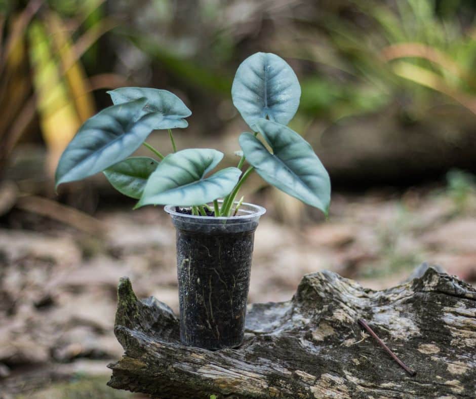 How to grow Alocasia from bulb, seed, division and cuttings