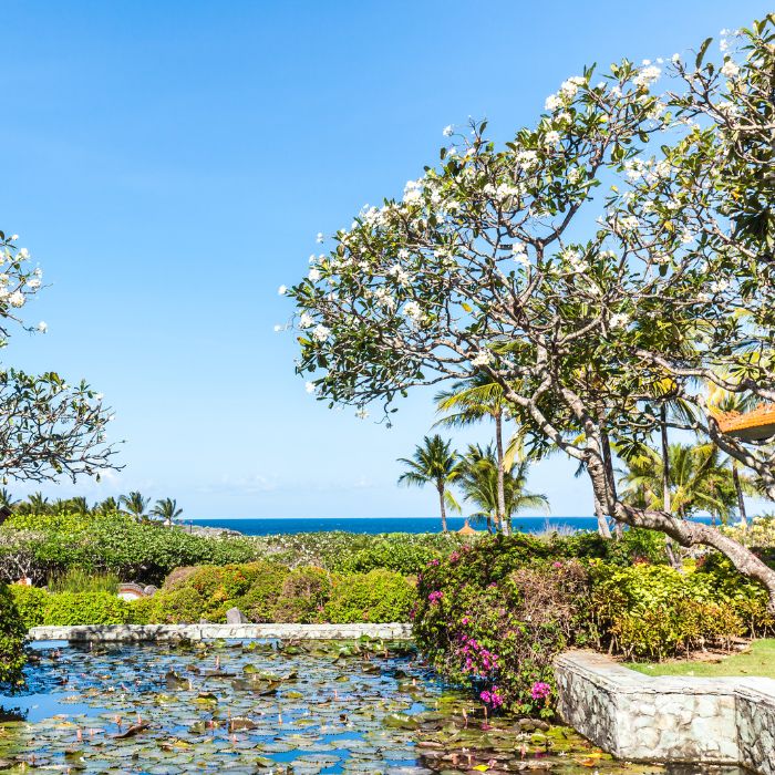 Best fertilizer for plumeria plants and flowers easy guide