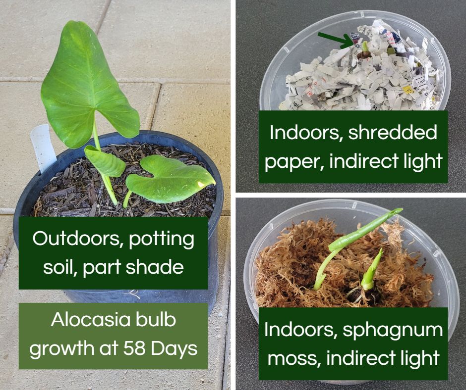 https://tropicalstyleplants.com/wp-content/uploads/2023/02/alocasia-bulb-growth-58-days.jpg?utm_source=chatgpt.com