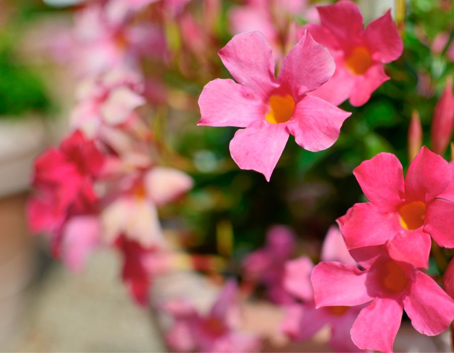 21 Shallowrooted plants for full sun in tropical gardens