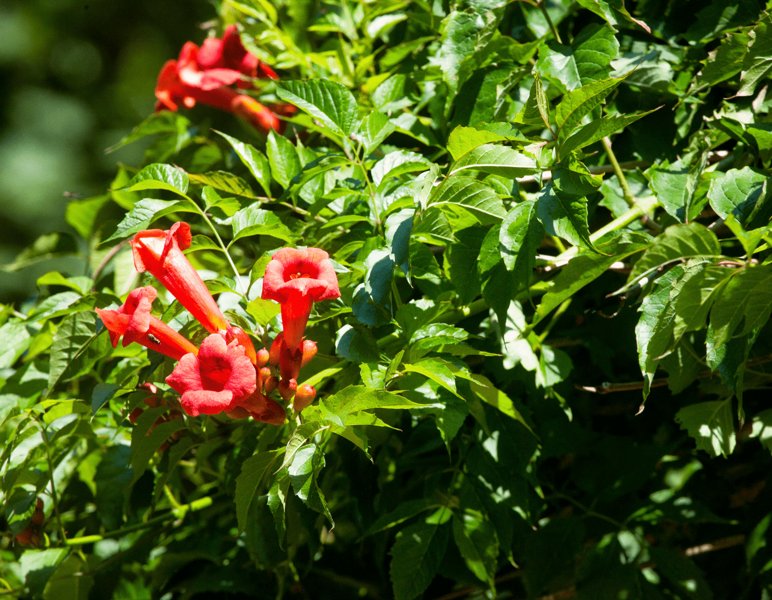Trumpet vine Campsis radicans