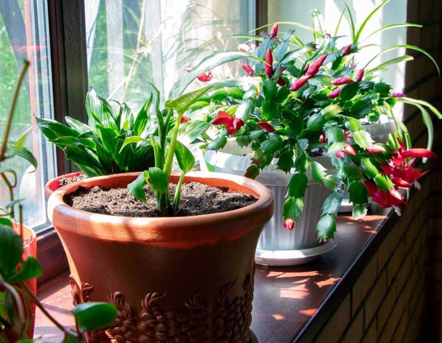 Easy ways to keep tropical plants alive in winter